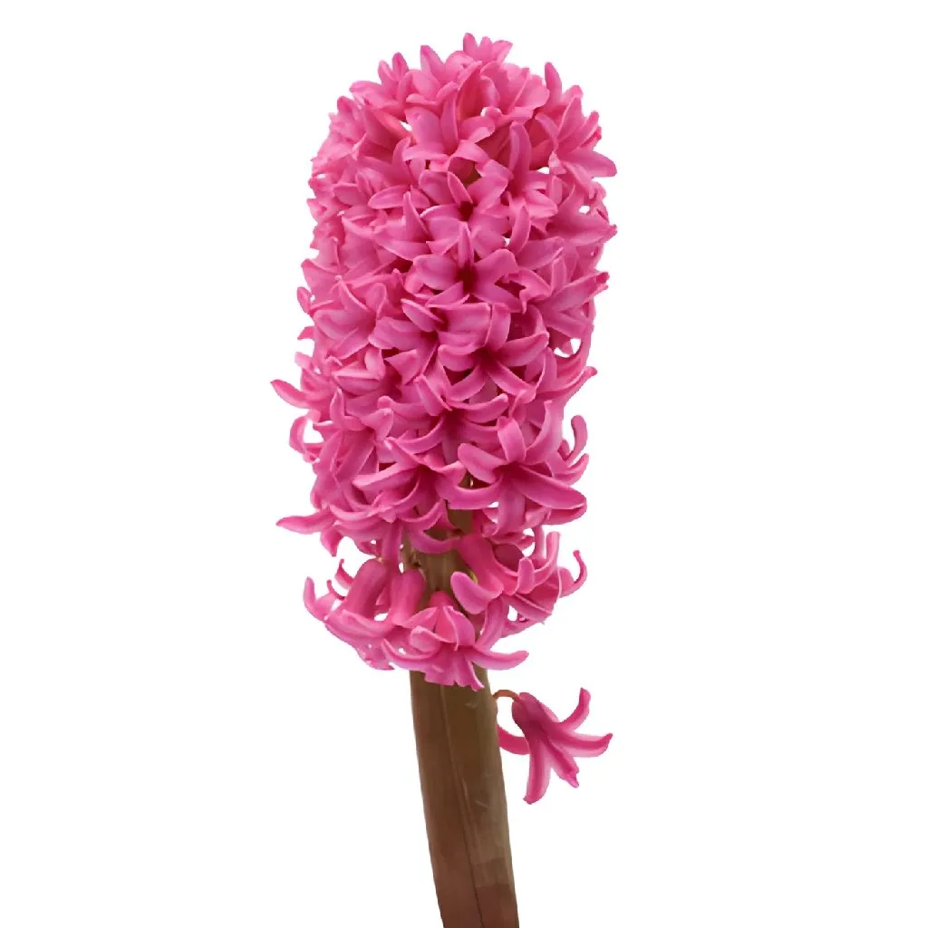 Hot Pink Hyacinth Flowers