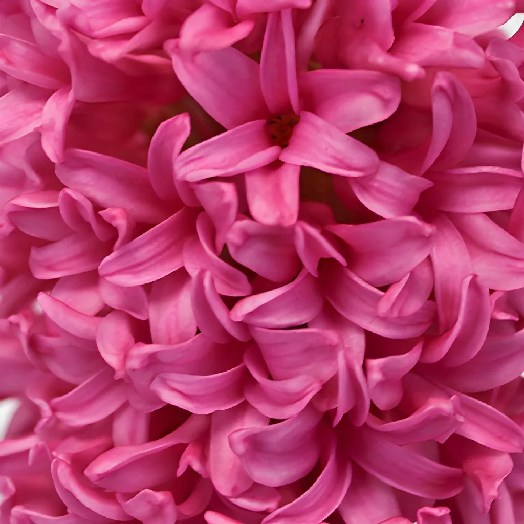 Hot Pink Hyacinth Flowers