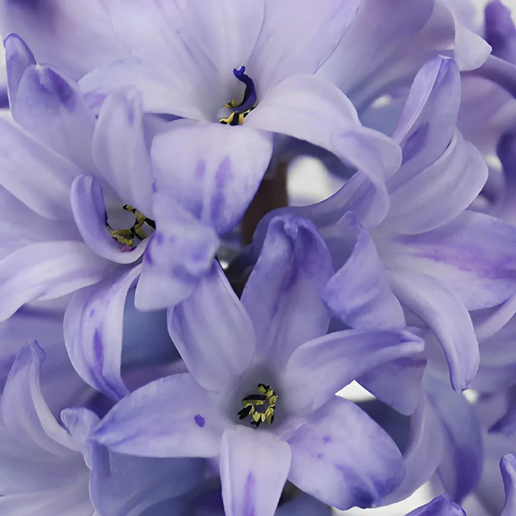 Lavender Hyacinth Flowers