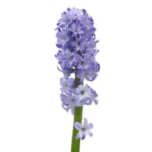 Lavender Hyacinth Flowers